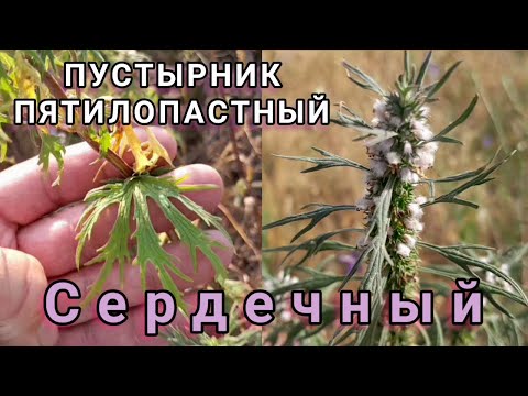 Видео: ПУСТЫРНИК ПЯТИЛОПАСТНЫЙ - ЛУЧШИЙ СТИМУЛЯТОР СЕРДЦА. Он  КРОВЬ улучшит и СОСУДЫ вылечит.