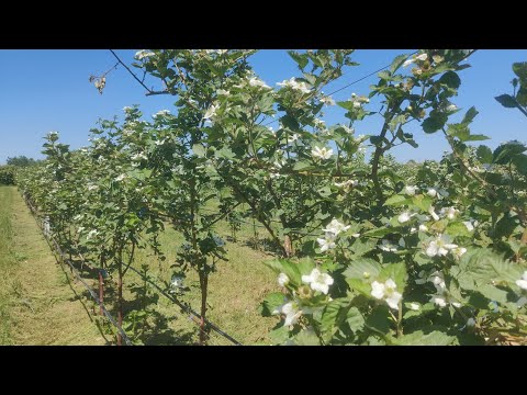 Видео: Ежевика Натчез. Цветение. Ответы на вопросы.