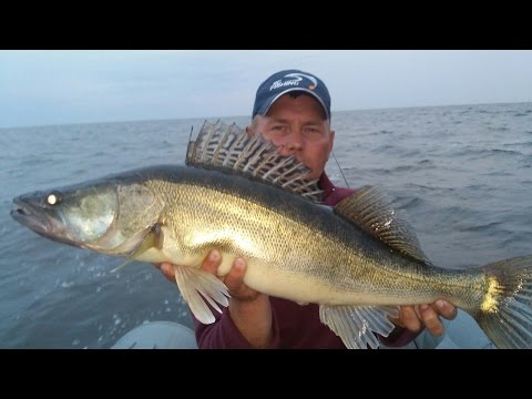 Видео: Ловим судака на Рыбинском Водохранилище на воблеры BAT.