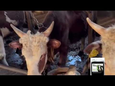 Видео: Откорм бычков с применением кормовых добавок.