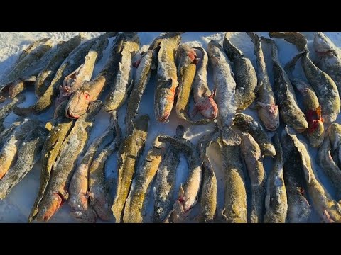 Видео: Бешеный клев налима||Ловим на жерлицы и тычки