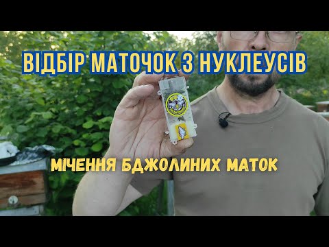 Видео: Відбір маточок з нуклеусів. Мічення бджолиних маток.  Кліточки для бджолиних маток