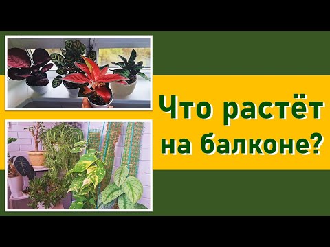 Видео: ОБЗОР цветов и растений на балконе