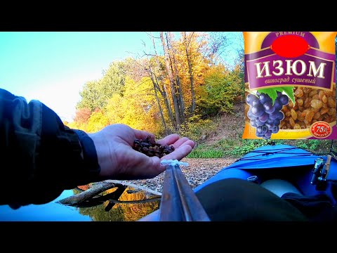 Видео: Реакция рыбы на Изюм! Щука, голавль, рак. Подводная съемка