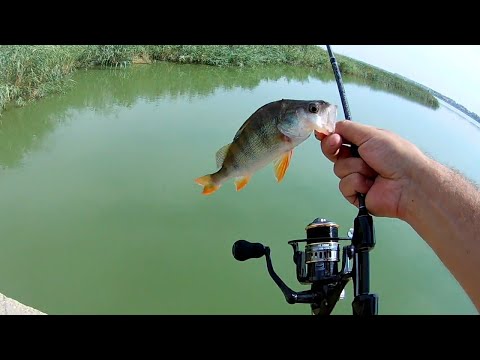 Видео: мормышинг на Black Dragon жарким днем в +40