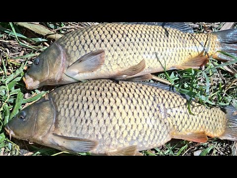 Видео: НІЧНА РИБАЛКА НА КОРПА РУКИ ТРУСИЛИСЯ ВІД ЦИХ КОРОПІВ!