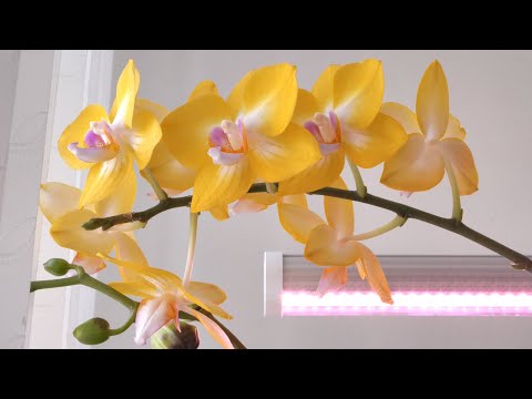 Видео: ОБИДНО - ЦВЕТОНОСЫ ОСТАНАВЛИВАЮТСЯ В РАЗВИТИИ ПРИЧИНЫ.