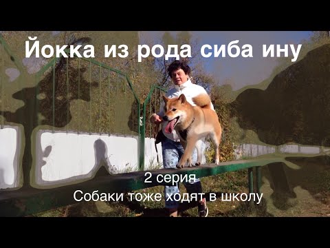 Видео: Йокка из рода Сиба Ину 2 серия