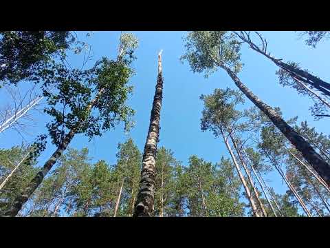 Видео: 18 июня 2024(живой мир): деревья - их судьба.