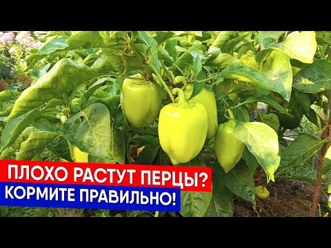 Видео: Плохо растут перцы? Кормите правильно!