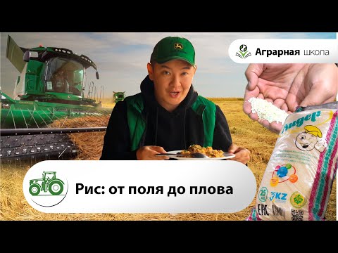 Видео: Технология правильной уборки риса. Рис от поля до стола