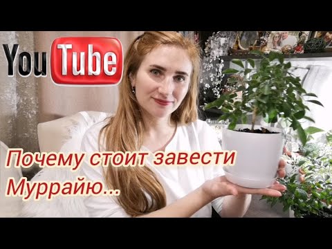 Видео: Почему стоит завести дома Муррайю! Самое целебное растение - "Дерево японских императоров"!