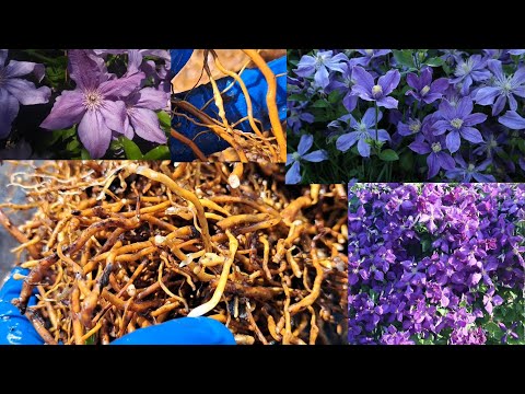 Видео: Нематода на клематисах. Помогает ли Нематофагин. Хищный гриб против нематоды.