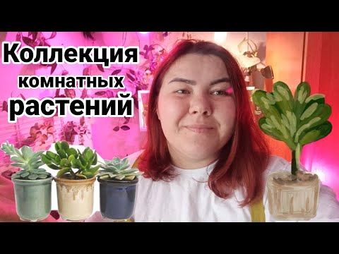 Видео: Коллекция комнатных растений