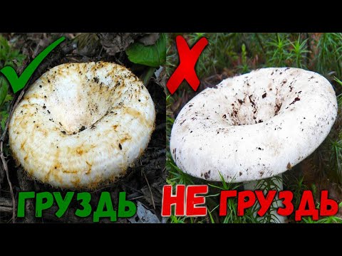 Видео: НАСОБИРАЛИ БЕЛЫХ ГРУЗДЕЙ. Как отличить БЕЛЫЕ ГРУЗДИ от других грибов. ТИХАЯ ОХОТА