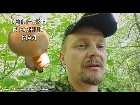 Видео: Свинушки поплавки и маслята | начинается ещё одна грибная волна