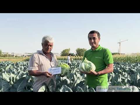 Видео: Тошкент шаҳар, Сергели Қумариқ МФЙда етиштиралаётган Ардент гулкарам дурагайигинг натижалари