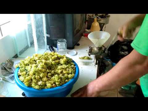 Видео: Домашний хмель ! переработка и вакуумирование !