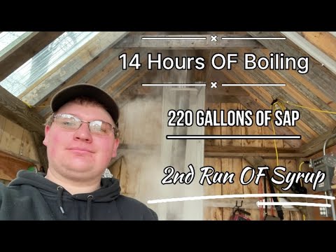 Видео: Долгий день кипящего кленового сока — 2 галлона кленового сиропа #кленовыйсироп#кленовыйфермер #с...