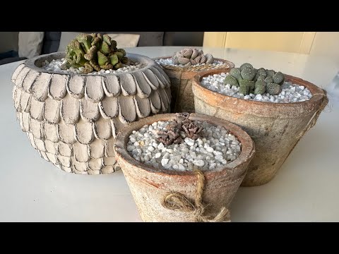 Видео: Титанопсис/ Titanopsis. Алоинопсис/ Aloinopsis. Обзор живых камней. 07.05.24