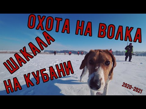 Видео: ОХОТА НА ВОЛКА, ШАКАЛА НА КУБАНИ:ПРОБНЫЙ ВЫЕЗД НА ЗАГОННУЮ ОХОТУ (БЕЗ ДОБЫЧИ)
