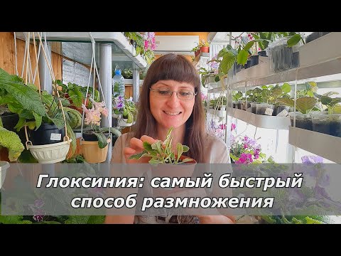 Видео: Самый быстрый способ размножения глоксинии