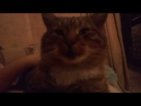 Видео: кот хочет гладиться