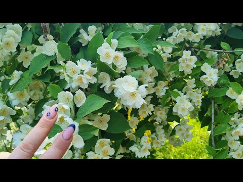 Видео: Говорушки, цветочные будни