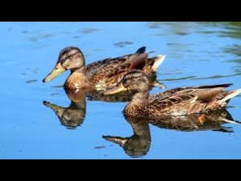 Видео: Охота на уток в Казахстане-на реке Чу.