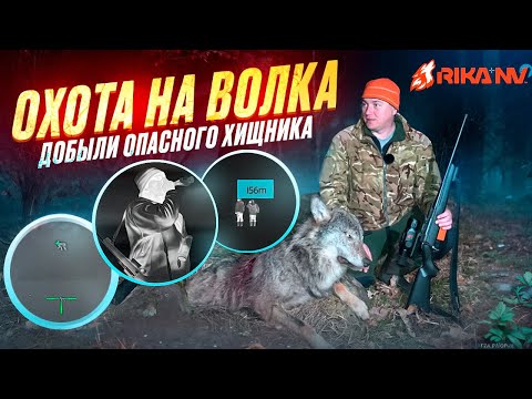 Видео: Добыл волка в Беларуси! Охота на хищника с Олегом RikaNV