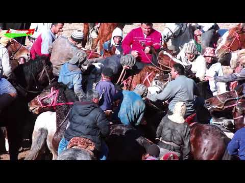 Видео: Сарбанд.Оқгаза  Бузкаши Улоқ Купкари