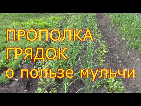Видео: прополка грядок о пользе мульчи