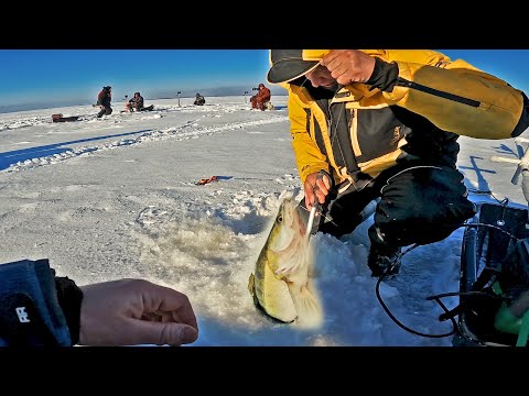 Видео: СУДАКИ РВУТ ЛЕСКУ И НЕ ЛЕЗУТ В ЛУНКУ! РАЗДАЧА СУДАКА НА ВИБЫ. Ловля судака в толпе. Рыбалка, февраль