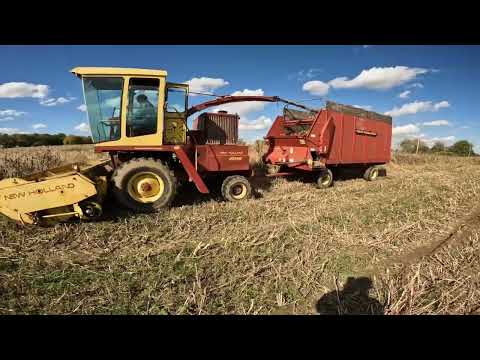 Видео: Серп для скашивания старой сладкой кукурузы на силос