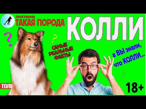 Видео: Такая порода. Колли