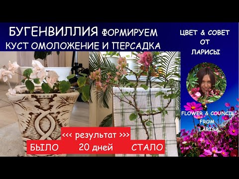 Видео: БУГЕНВИЛЛИЯ ФОРМИРУЕМ КУСТ ИЗ ПРОВОЛОКИ | Уход за бугенвиллией в домашних условиях