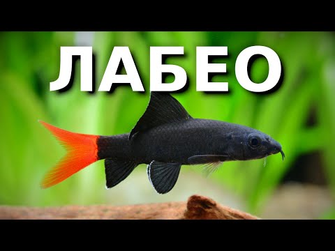 Видео: Лабео — злая аквариумная сосиска