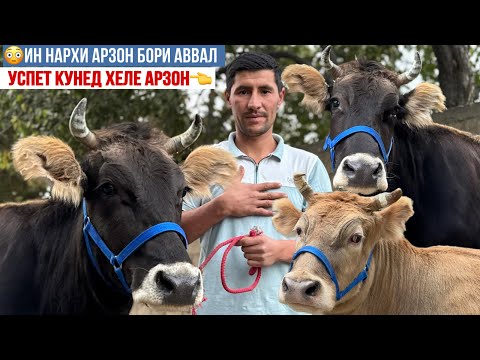 Видео: ХЕЛЕ АРЗОН УСПЕТ КУНЕД МОЛХОИ ҒУФРОНҶОН 25 октября 2025 г.