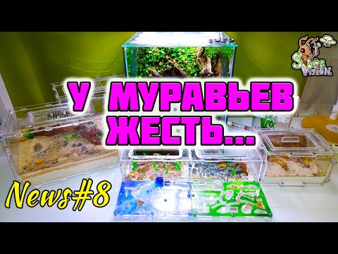 Видео: Все мои муравьи в одном видео ● Новые проблемы ● Муравьиные новости #8