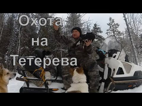 Видео: Охота на Тетерева.