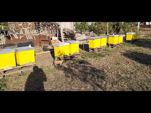 Видео: Готуємось до зимівлі!