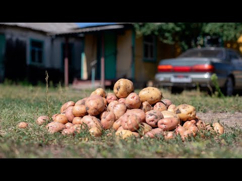 Видео: Время собирать урожай