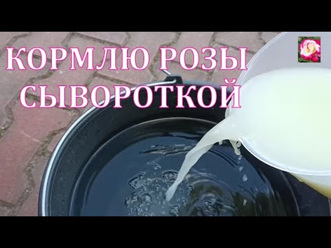 Видео: СЫВОРОТКА И РОЗЫ