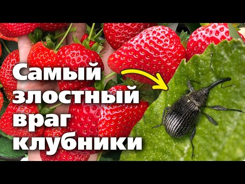 Видео: Долгоносик.  Как правильно бороться с самым распространенным вредителем клубники