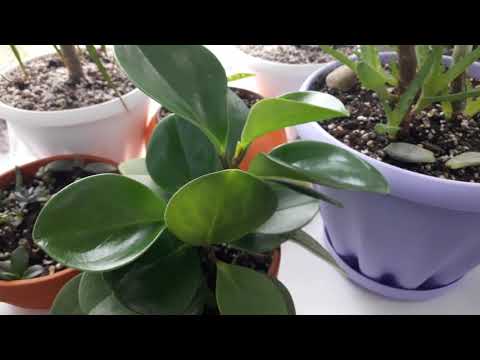 Видео: Комнатные цветы!Новости.Очередной цветок с помойки!