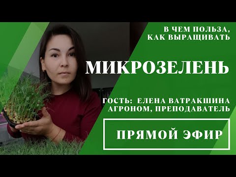 Видео: Прямой эфир «Микрозелень: в чём польза, как выращивать» // 17.05.2024