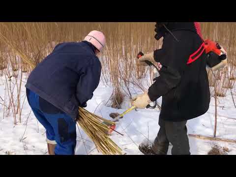 Видео: Русская ива. Резка Американки и Корзиночной на плантации
