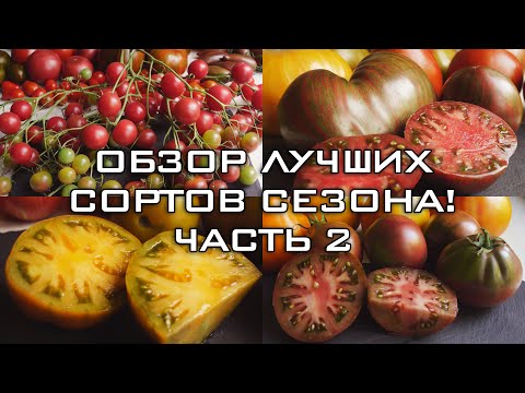 Видео: ОБЗОР ЛУЧШИХ ТОМАТОВ СЕЗОНА! ЧАСТЬ 2