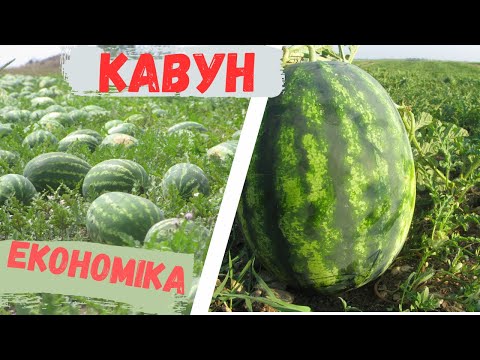 Видео: Собівартість кавуна на богарі, прямим посівом, розсадою, безнасіннєвий та на щеплені! Сорт чи гібрид