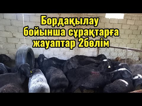 Видео: Бордақылау бойынша сұрақтарға жауаптар 2 бөлім. #мал #farming #қой #animals #қошқар #малбазар 